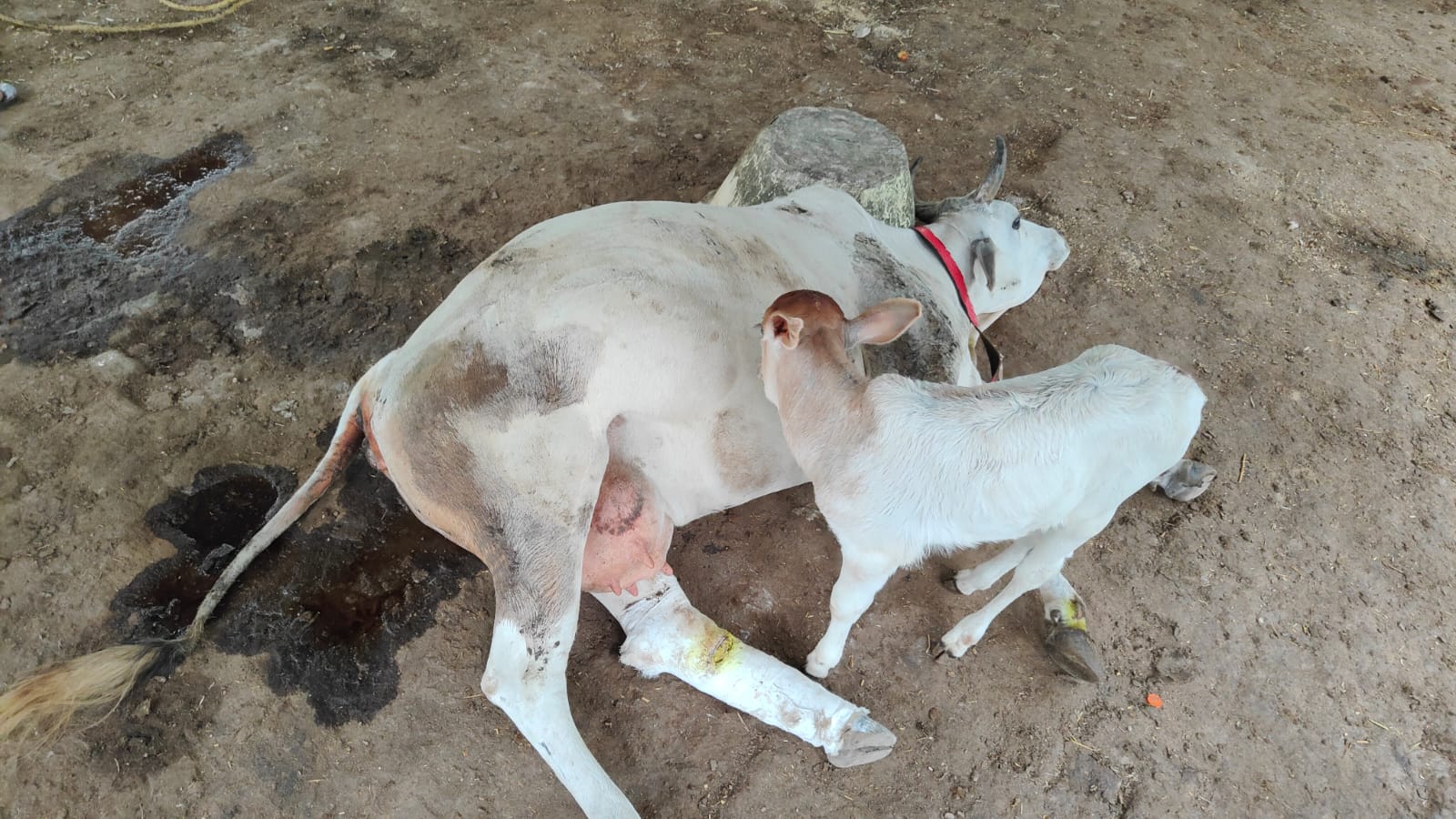 Top Animal Rescue Chhattisgarh